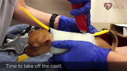 Questa è la Storia di Daffodil, il Cagnolino nato senza le Zampe Anteriori