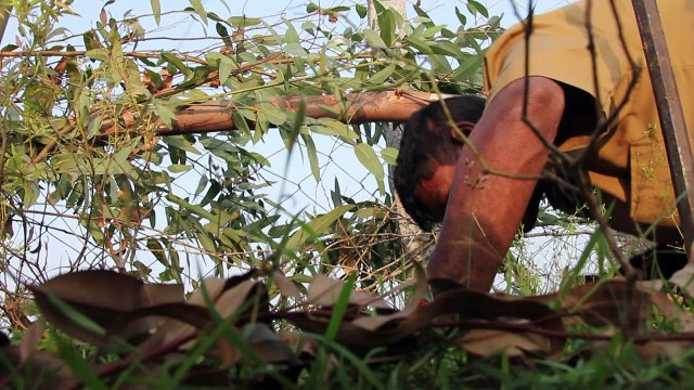 La tribu de cazadores de serpientes que salva vidas en India