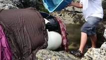 Amazing scenes - Killer whale stranded on rocks is kept alive by rescuers for 8 hours until the tide comes back in