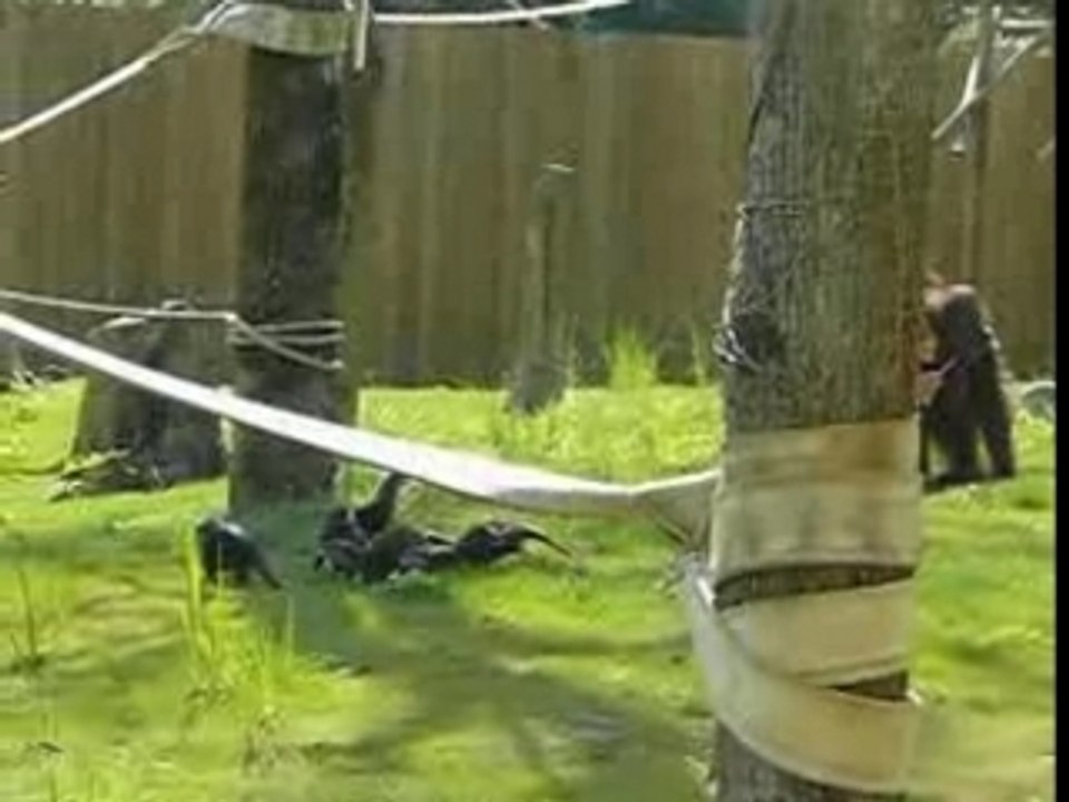 Orang-outan VS loutre