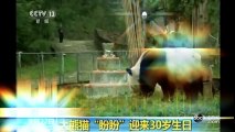 Chine : Pan Pan, le plus vieux panda male au monde meurt d’un cancer !