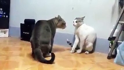 kedilerin süper dövüşü resmen kungfu