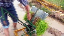 An easy way to plant Rice in fields full of water by simple and small machine (Rice pants sowing)