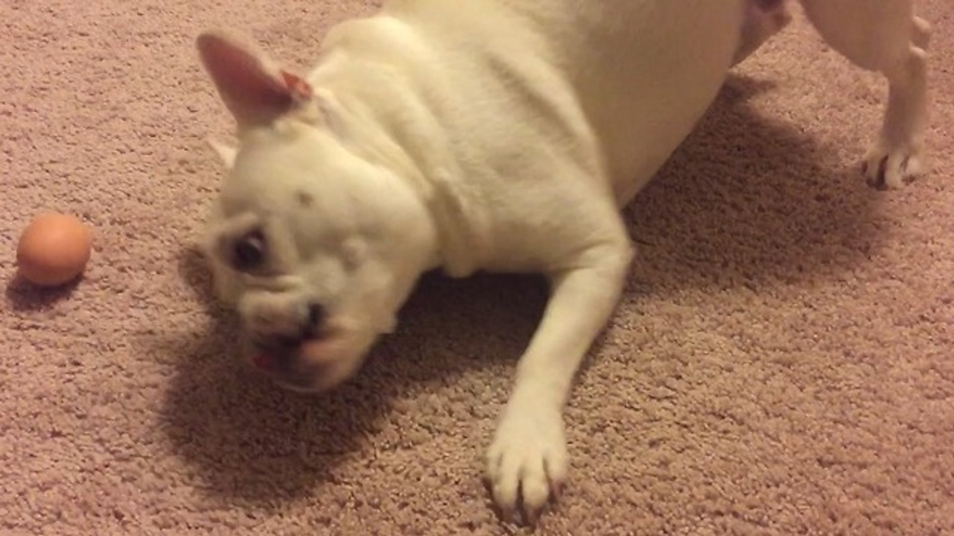 ⁣French Bulldog freaks out over hard boiled egg