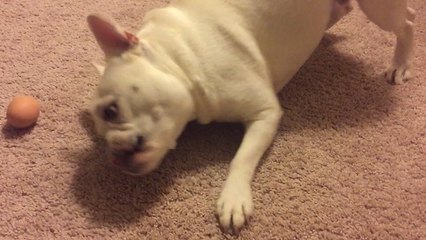 French Bulldog freaks out over hard boiled egg