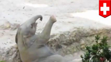 Bayi gajah mencoba naik dari lubang dangkal - Tomonews