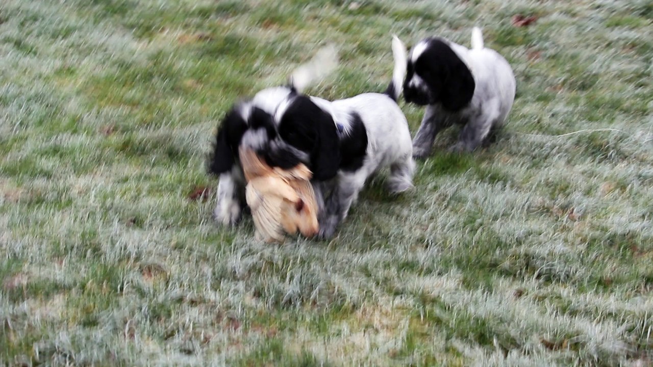 Mellow, cocker anglais 6 semaines et demi, et sa caille ...