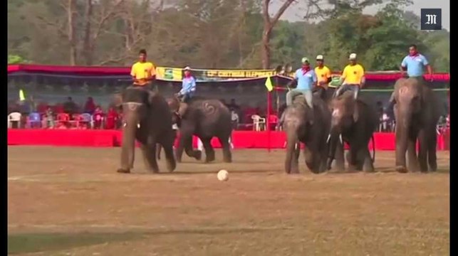 Au Népal, concours de beauté d’éléphants et matchs de foot à dos de pachyderme