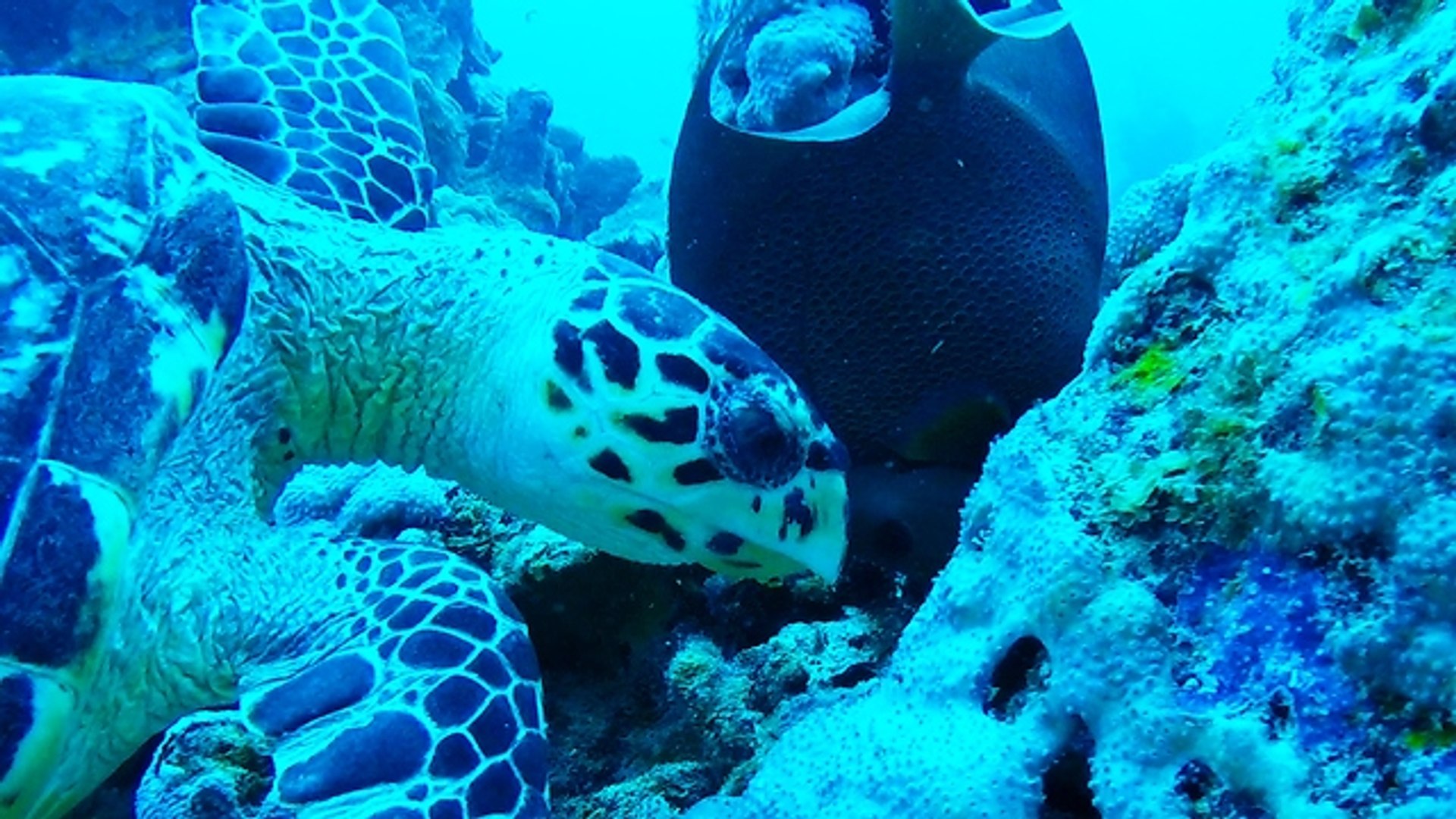 ⁣Favorite meal of critically endangered Hawksbill sea turtle