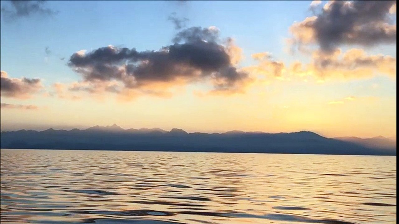 Jord baleine corse 2016