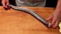 How To Clean and Fillet Pike Eel - Filleting Fish