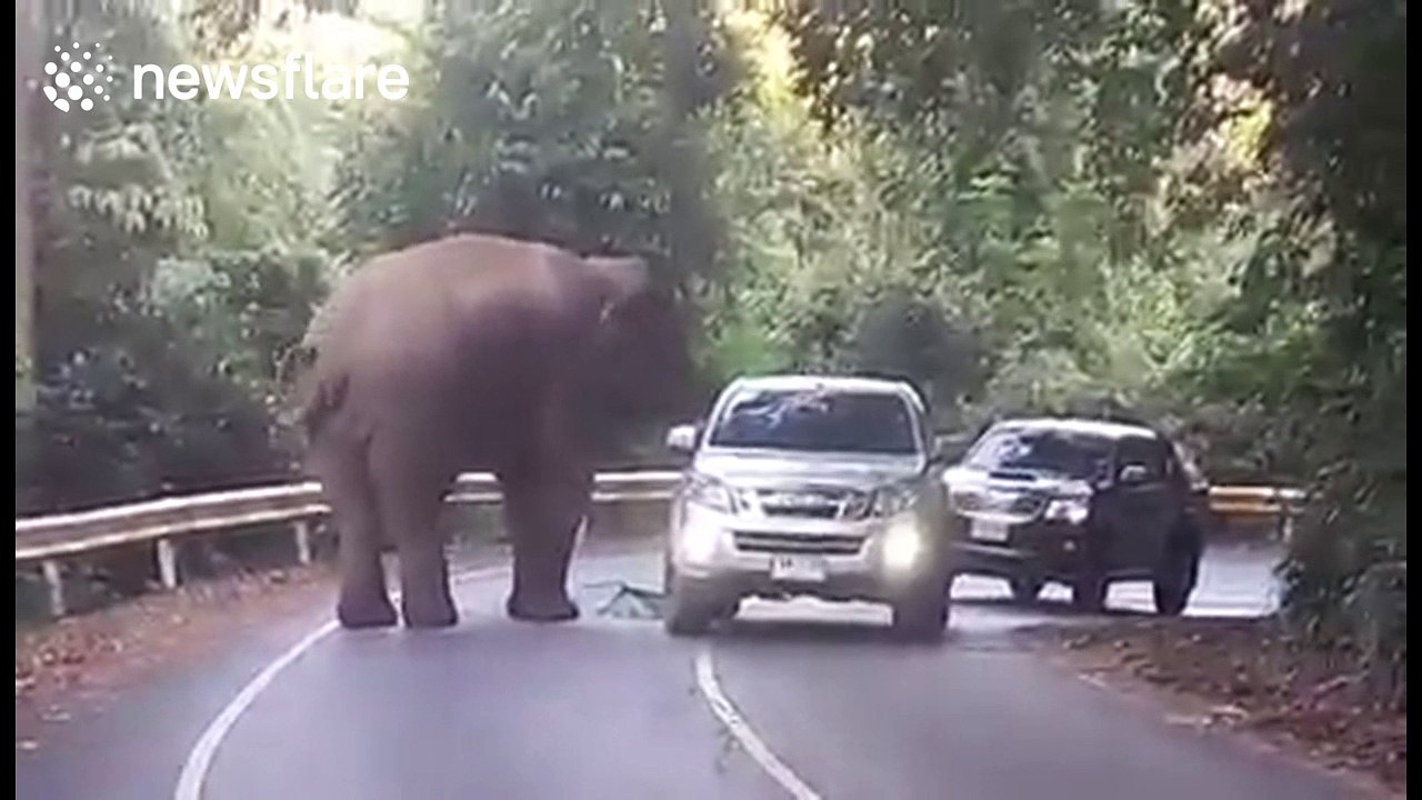Curious elephant approaches tourists' cars