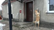 Ce labrador utilise la sonnette de la porte pour rentrer à la maison