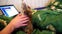 Slow Loris Loves Getting Tickled - Funny Videos at Videobash