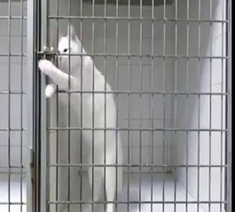 Bu mubarekin azmine bakarmısınız