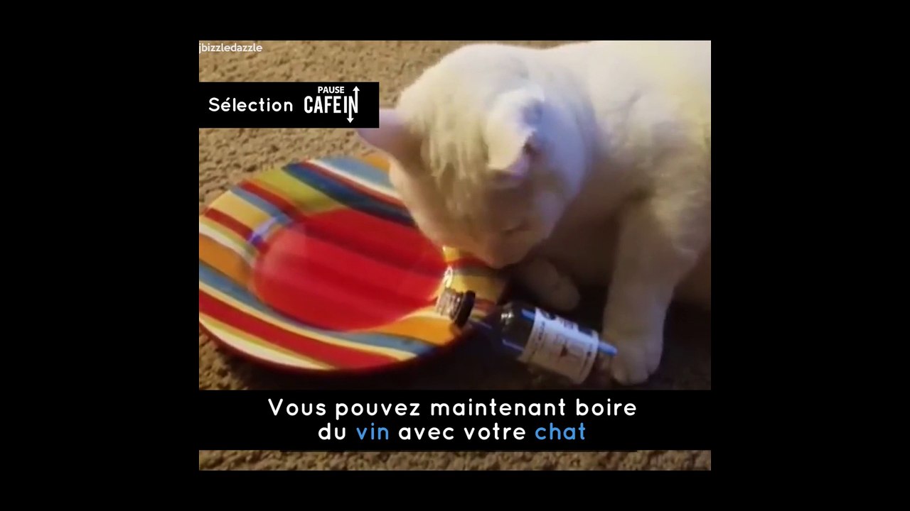 Du vin pour chat
