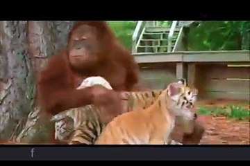 Orangutan Babysits Tiger Cubs