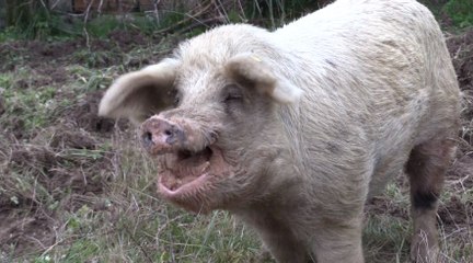 Gers : le cochon perdu d'Eauze a retrouvé son maître
