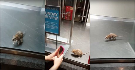 Rato filmado a desfilar em loja da Primark