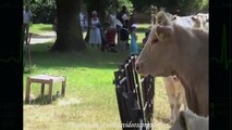 Funny animals videos  Funny Goat, Sheep, Ostrich, Attack human 2016 - Funniest Moments
