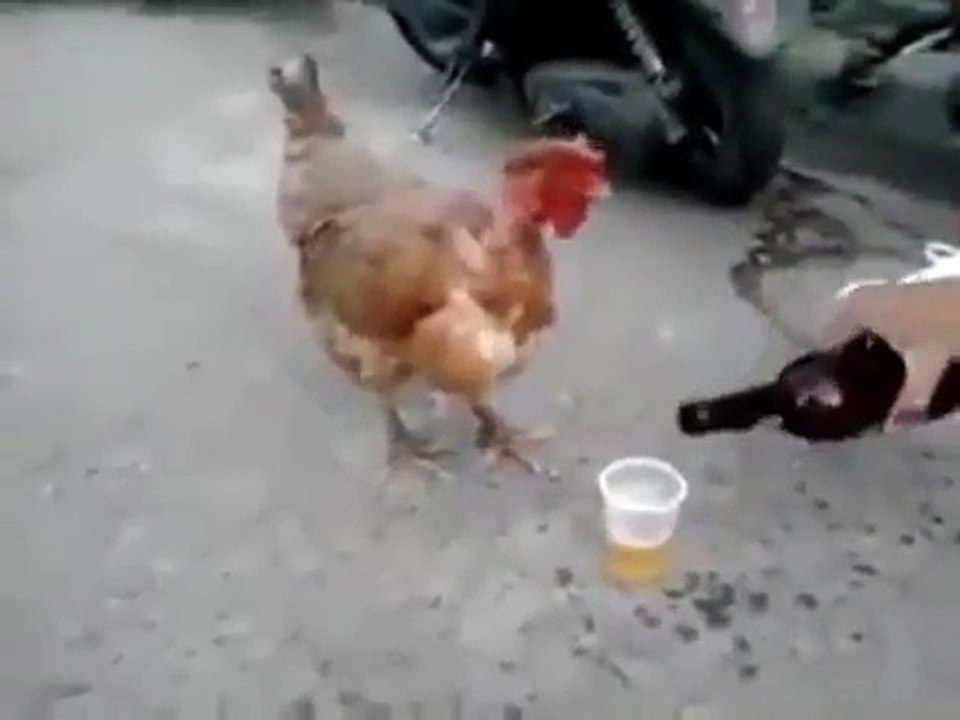 drunk cock