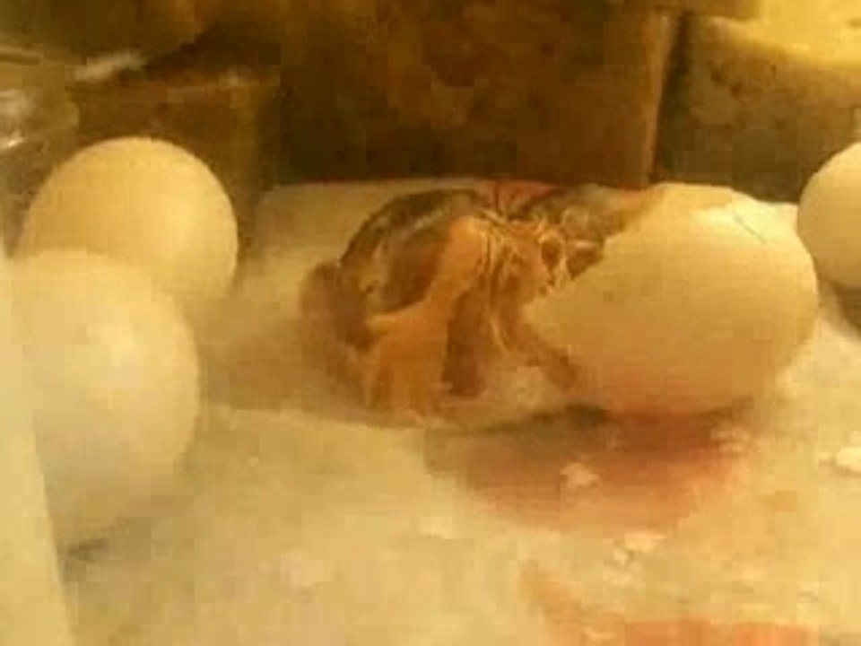 Eclosion du poussin 2/3