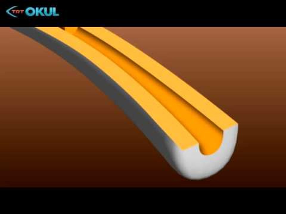 Anatomi Atlası - 15. Bölüm / Kemik İliği - TRT Okul