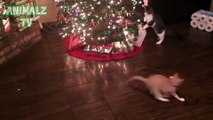 هكذا تتصرف القطط عندما تشاهد شجرة عيد الميلاد!
