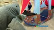 PET SHARK ATTACK! Playing Chase and Hiding Family Fun Activities for Kids Toy Shark Pretend Playtime