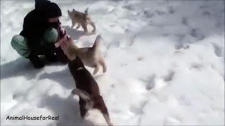 Siberian Husky Puppies Playing in Snow