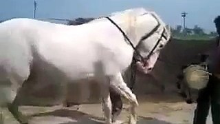 Whatsapp Funny Videos Amazing Horse Dance
