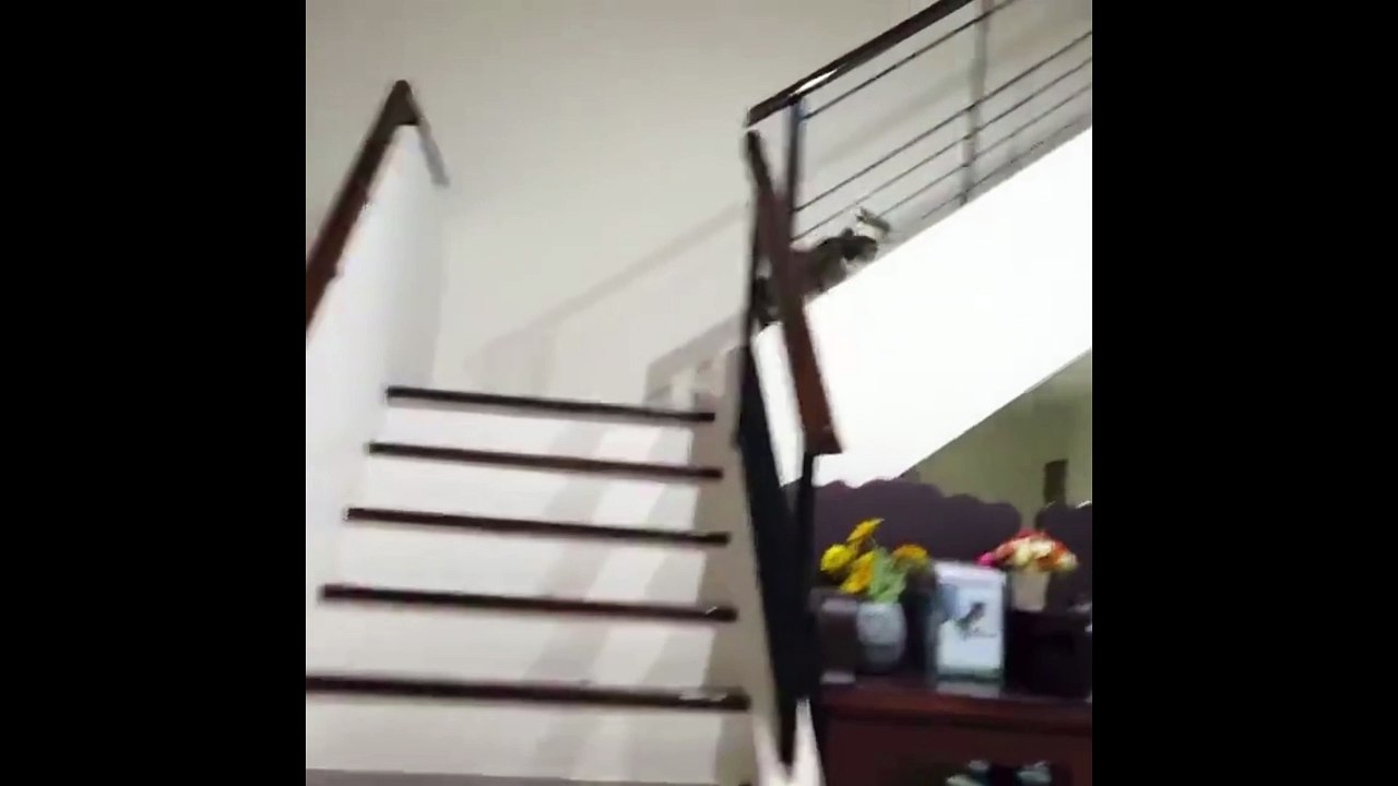 Un chat amputé continue de vivre avec deux pattes