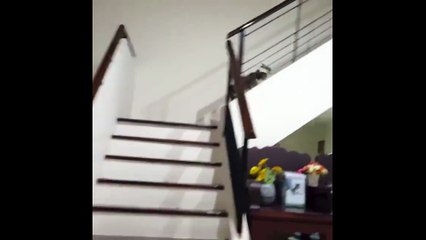 Un chat amputé continue de vivre avec deux pattes