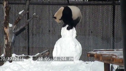Un panda s'amuse avec un bonhomme de neige