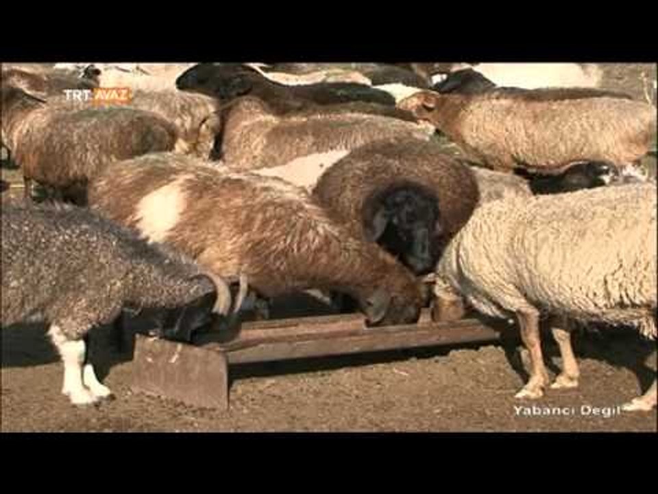 Kazakistan'da Atların Önemi - Yabancı Değil - T...