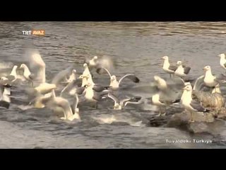 Van - Tuvaldeki Türkiye - TRT Avaz
