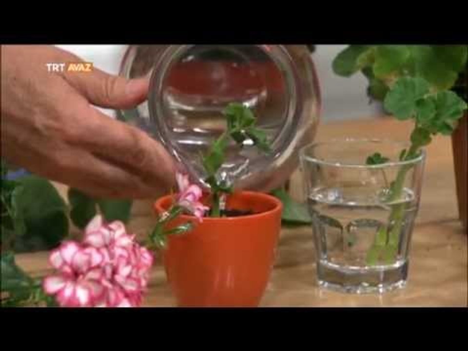 Sardunyanın Faydaları - Erkan Şamcı ile Doğal Yaşam - TRT Avaz