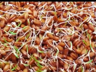 Sugar paciente Ke liye khas ilaj