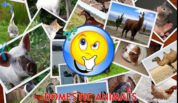 Animals for Kids   Domestic Animals for Kids   Learn Animals   Animals in English