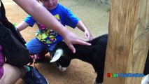 ANIMALS POOPING AT THE ZOO Kid at the ZOO Funny Family Fun Trip to Petting Farm Ani