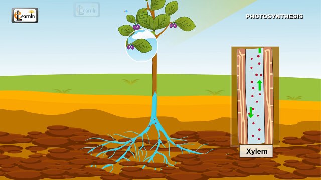 Photosynthesis Photosynthesis in plants Photosynthesis - Biology basics for children elearnin