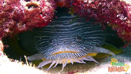 FISH    Animals for children. Kids videos. Kindergarten   Preschool learning