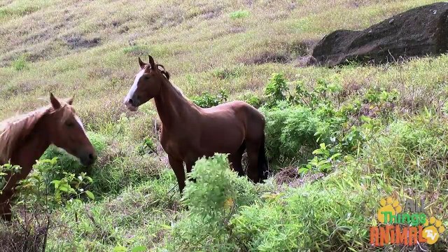 HORSE- Animals for children. Kids videos. Kindergarten Preschool learning