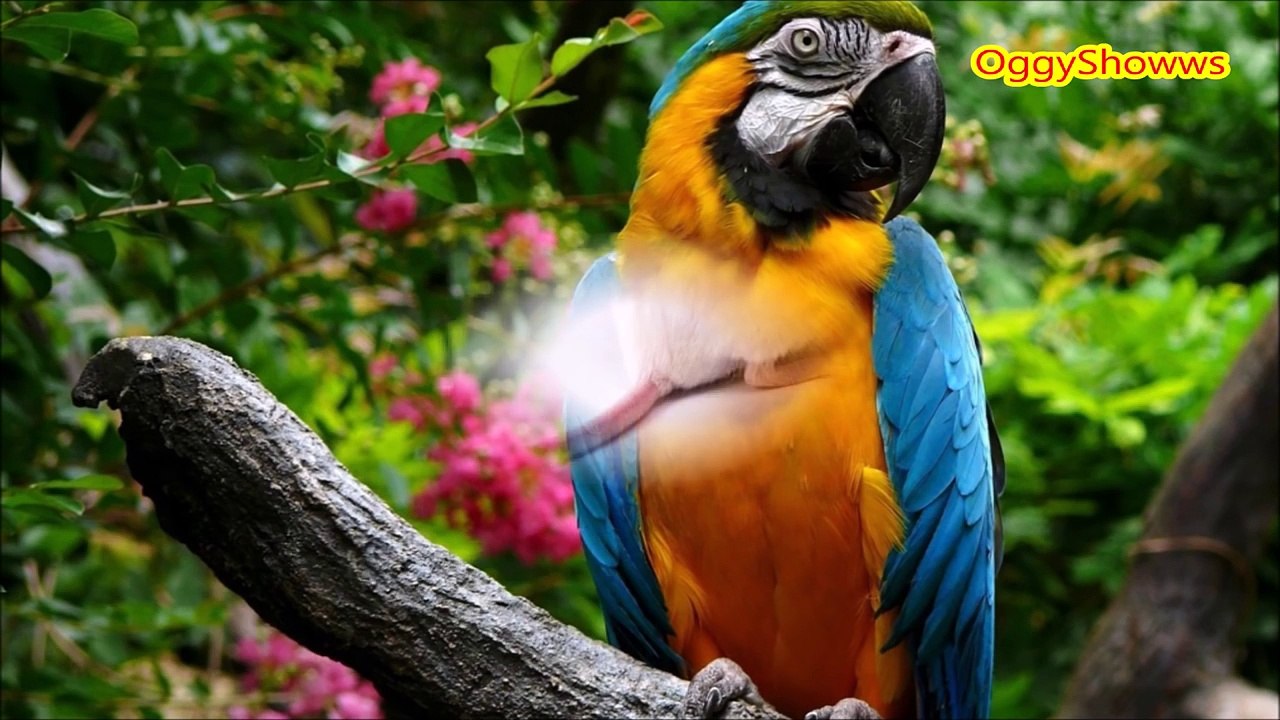 Learning Animals Sounds And Names For Children Kids And Babies - Kids Learning