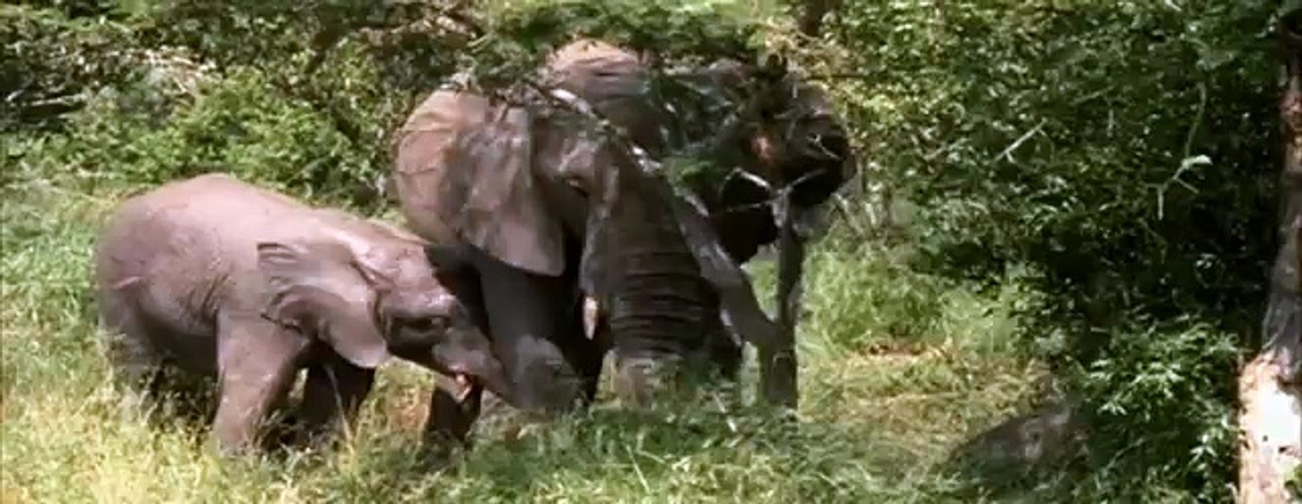 Elephant - My animal friends - Animals Documentary -Kids educational Videos