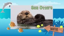 SEA OTTERS- Animals for children. Kids videos. Kindergarten   Preschool learning