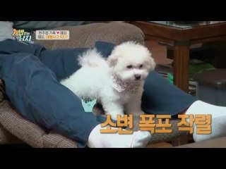 현주엽 강아지 해피, 드디어 대형사고 발생!_채널A_개밥주는남자 3회