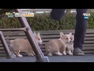 주병진 펜트하우스, 웰시 삼둥이에겐 대형 놀이터!_채널A_개밥남 4회