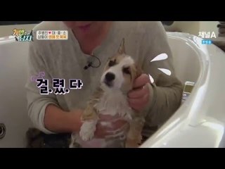 웰시 삼둥이 생애 첫 목욕! 엄살쟁이 '대'에 폭소_채널A_개밥남 4회