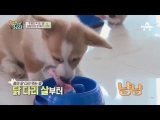 대중소 계탄 날? 세상에서 제일 맛있게 생닭 먹기_채널A_개밥주는남자 6회